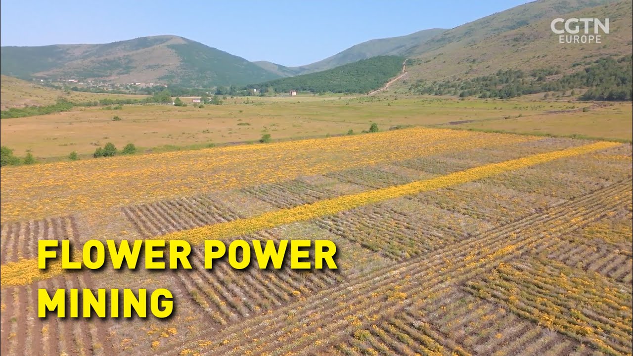 Metalplant - Farming Nickel with Hyperaccumulator Plants